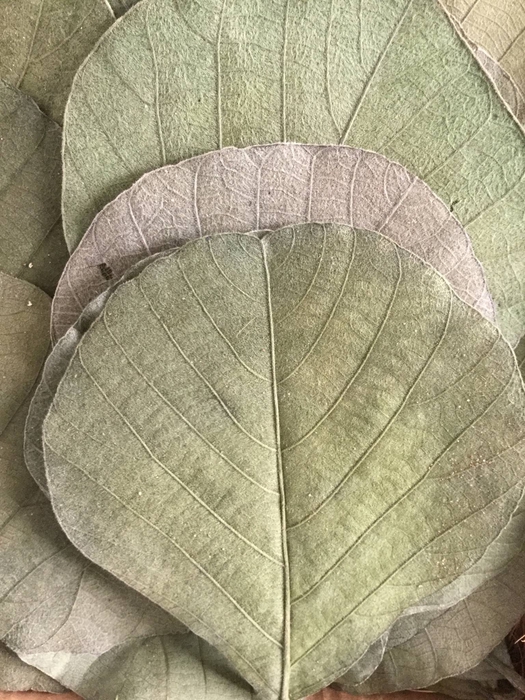 COBRA LEAVES APPLEGREEN 100pcs