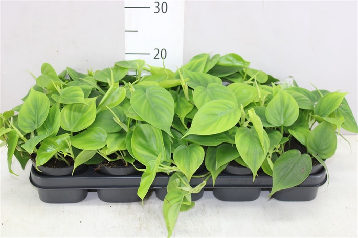<h4>Philodendron Scandens</h4>
