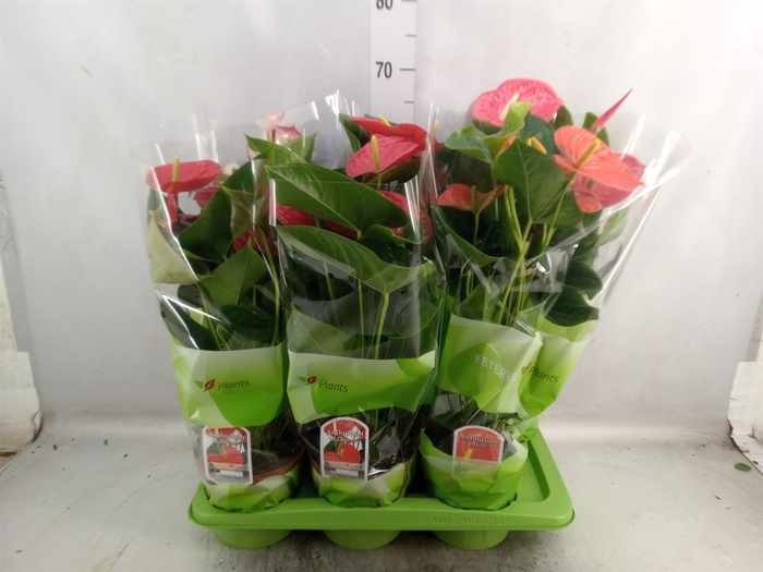 Anthurium   ...mix 4