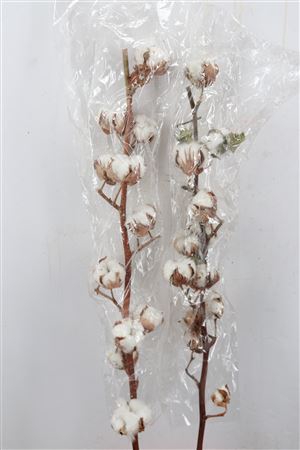 <h4>Dried Gossypium (katoen) 15 Bal</h4>