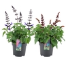 Salvia Salgoon gemengd