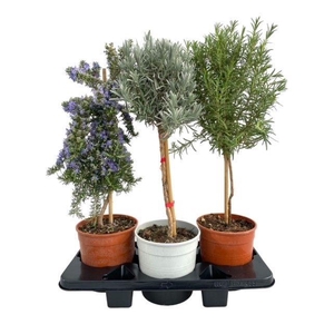 Italiaanse tuinkruiden gemengd - op stam