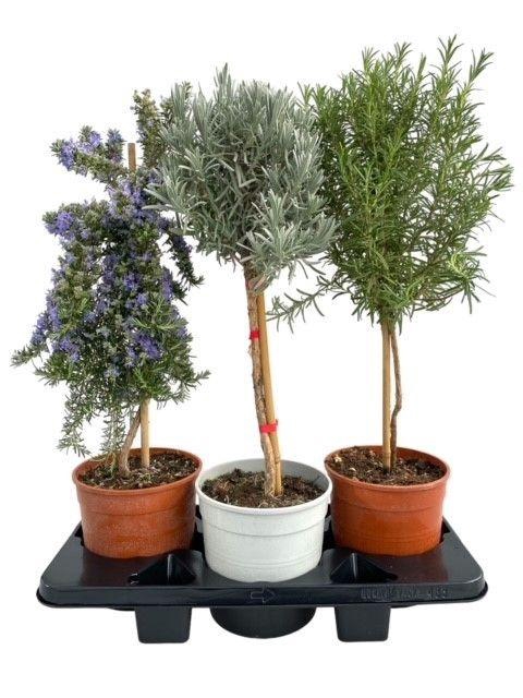 <h4>Italiaanse tuinkruiden gemengd - op stam</h4>