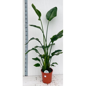 STRELITZIA NICOLAI