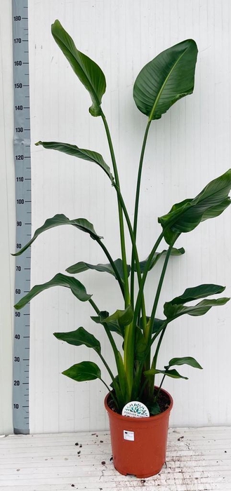 <h4>STRELITZIA NICOLAI</h4>