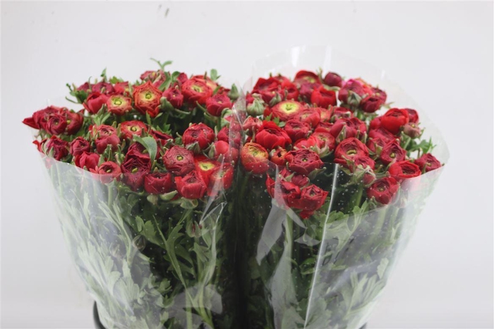 <h4>Ran Elegance Red</h4>