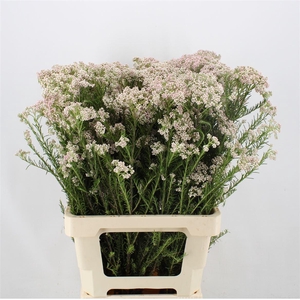 Ozothamnus  'Cooks Snow White'