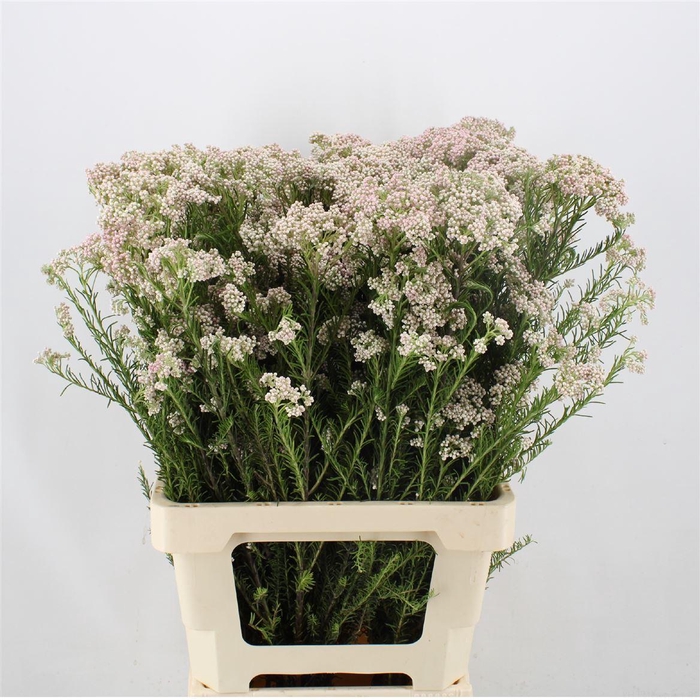 <h4>Ozothamnus  'Cooks Snow White'</h4>