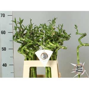 Drac S Lucky Bamboo