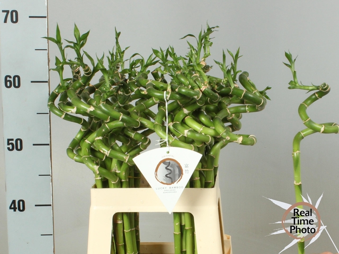 <h4>Drac S Lucky Bamboo</h4>
