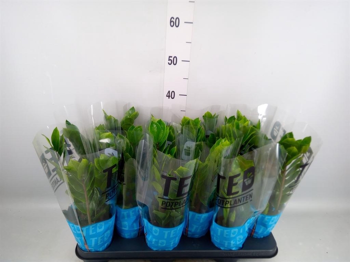 <h4>Zamioculcas zamiifolia</h4>