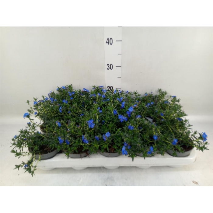 <h4>Glandora diffusa</h4>