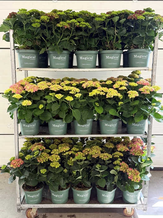 <h4>Hydrangea Magical mix cc</h4>