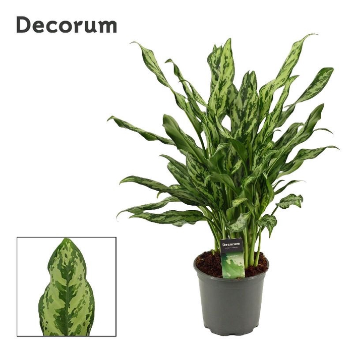 <h4>Aglaonema Miss Julliette</h4>