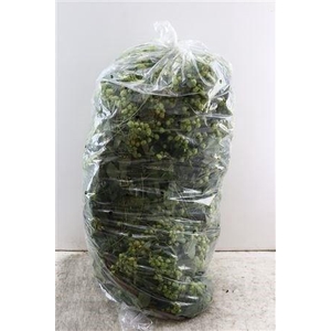 HUMULUS LUPULUS