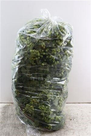 <h4>HUMULUS LUPULUS</h4>