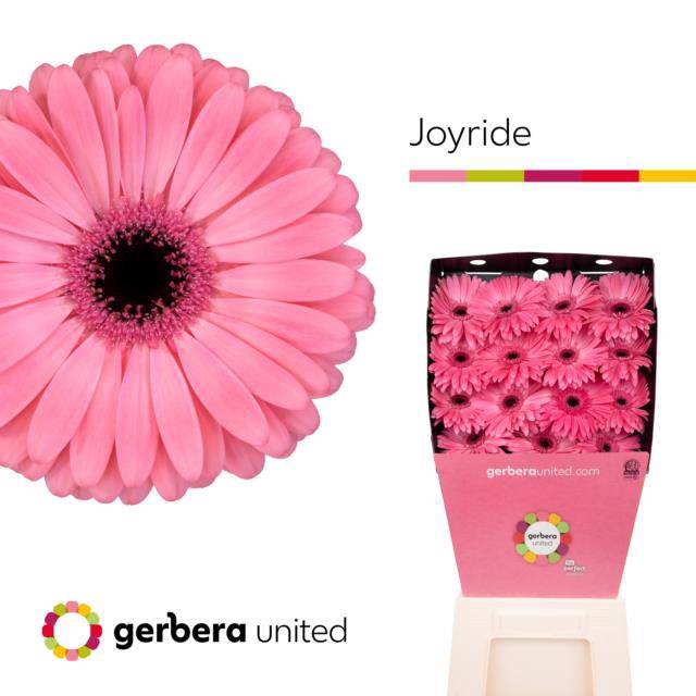 <h4>Gerbera diamond joyride</h4>
