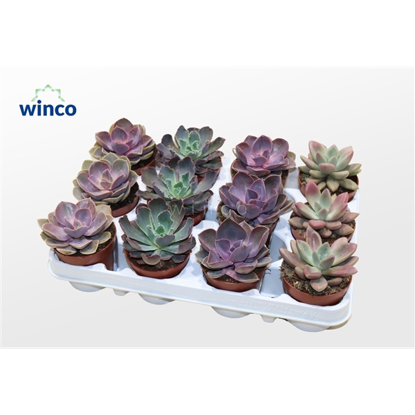 <h4>Echeveria Pink Mix (4spc.)</h4>