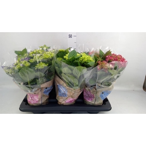 Hydrangea mac.   ...mix