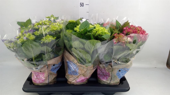 <h4>Hydrangea mac.   ...mix</h4>