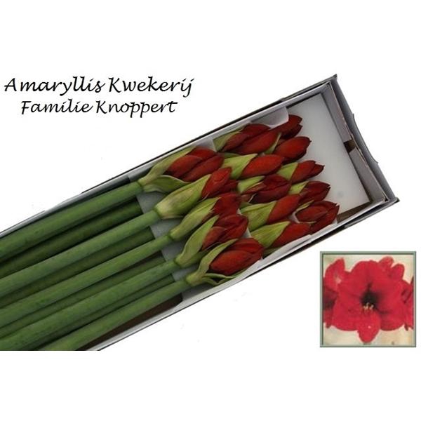 <h4>HIPP GA RED LION 15</h4>