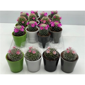 349 Bloei High Quality Glass 6,5 cm