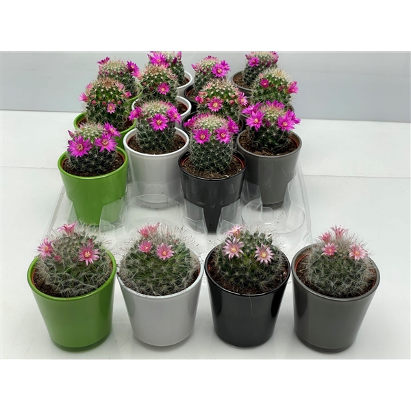 <h4>349 Bloei High Quality Glass 6,5 cm</h4>