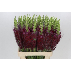 Antirrhinum Potomac Bordeaux