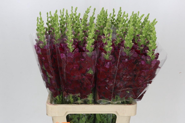 <h4>Antirrhinum Potomac Bordeaux</h4>