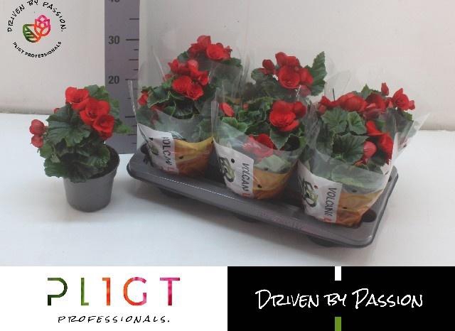 <h4>BEG DU BALADIN</h4>