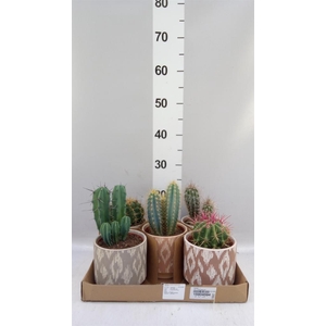 Cactus   ...