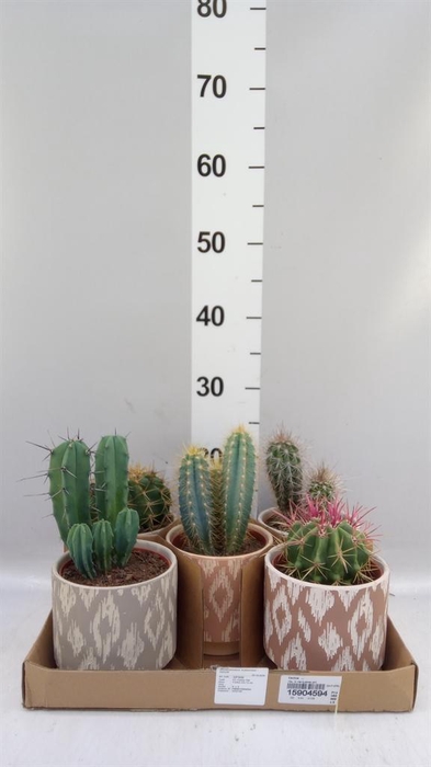 <h4>Cactus   ...</h4>
