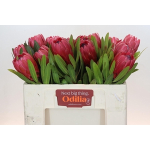 Protea Red Ice