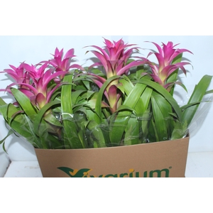 GUZMANIA VOILA P14