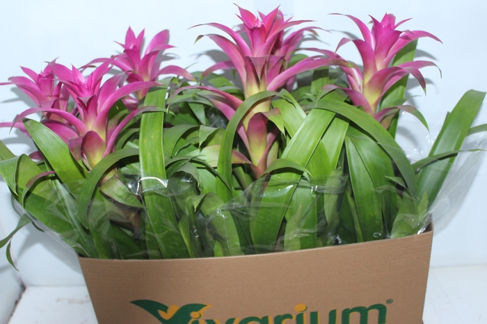 <h4>GUZMANIA VOILA P14</h4>