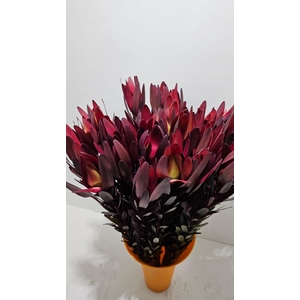 Leucadendron Safari Sunset