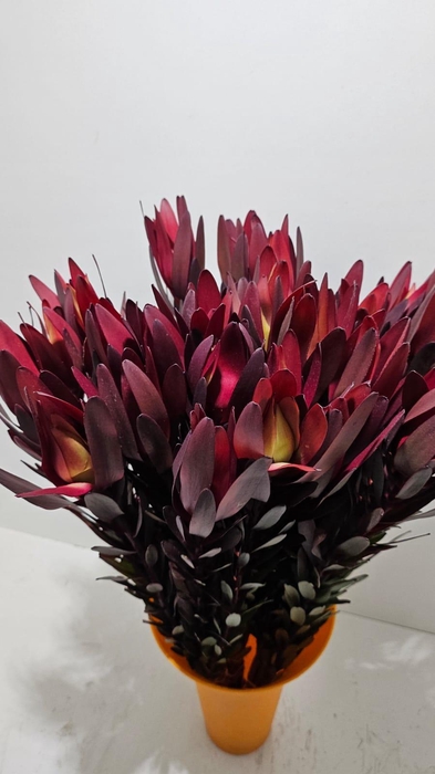 Leucadendron Safari Sunset