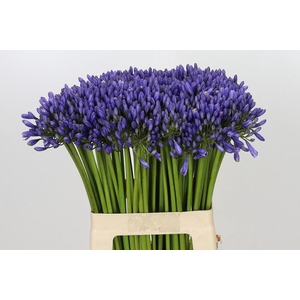 Agapanthus Suzan