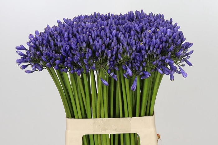 <h4>Agapanthus Suzan</h4>