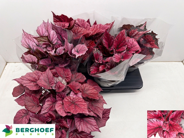 <h4>BEG BEL GEM</h4>