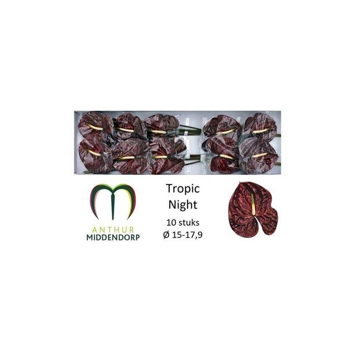 <h4>Anth A Tropic Night</h4>