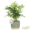 CHAMAEDOREA ELEGANS P10 WB GREEN