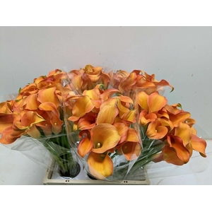 Calla Odeon