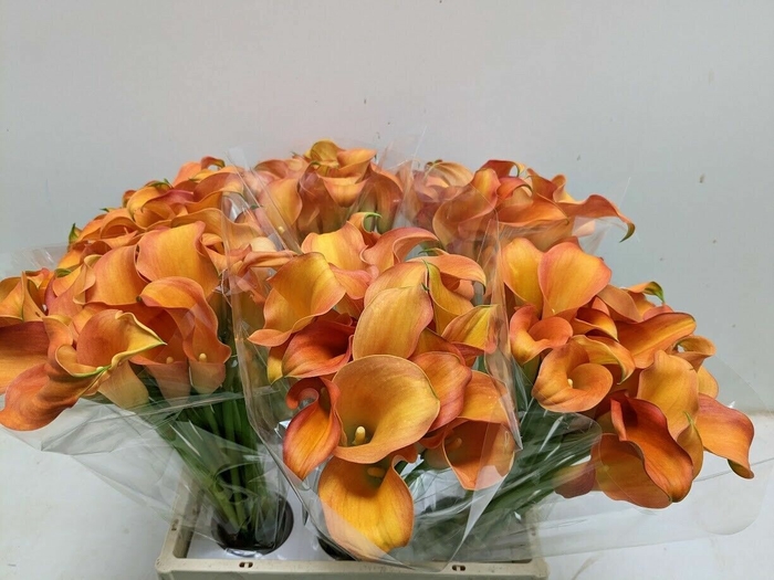 <h4>Calla Odeon</h4>