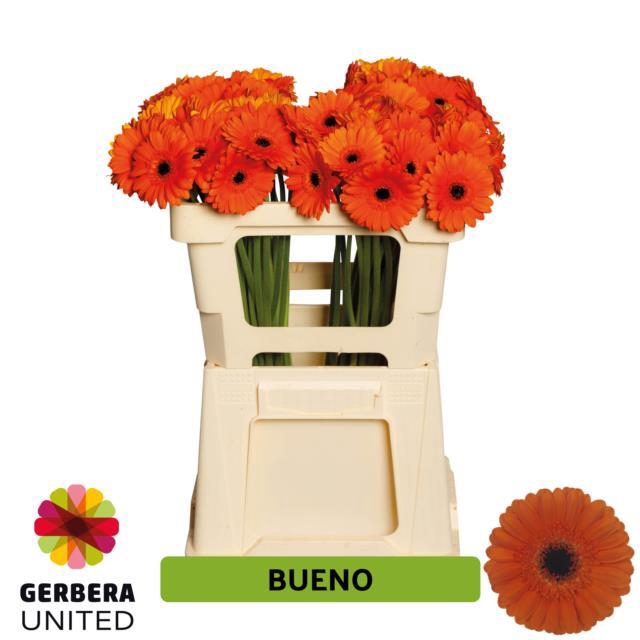 GE MI BUENO