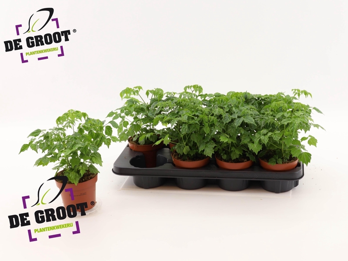 <h4>RADERMACHERA SINICA</h4>