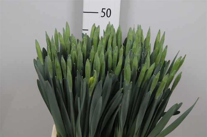 <h4>Narc T Dutch Master</h4>