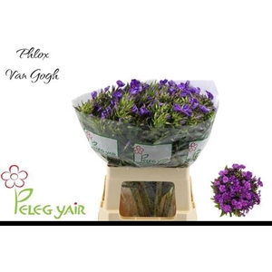 PHLOX P VAN GOGH