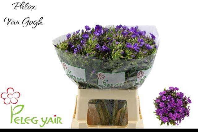 <h4>PHLOX P VAN GOGH</h4>