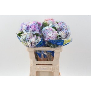 Hydr Prisma Tinted Select